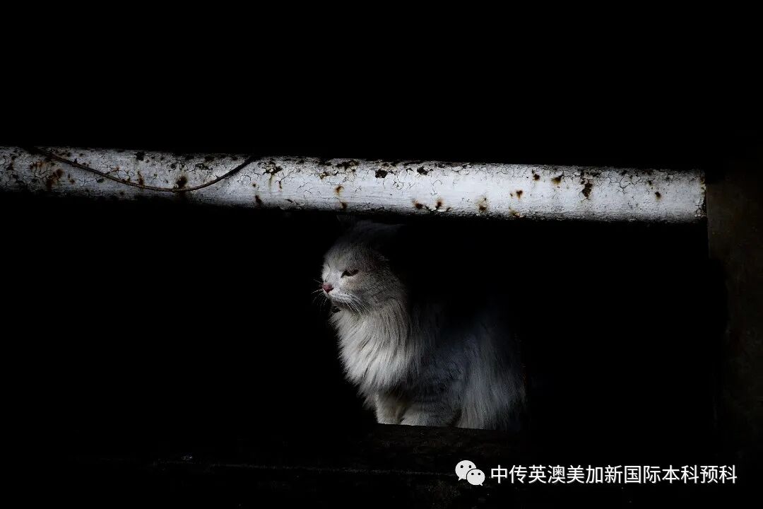 “艺·述”--摄影专业：2021级1+3英澳美加新国际预科毕业作品展